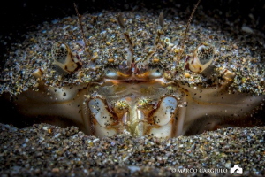Hidden crab by Marco Gargiulo 